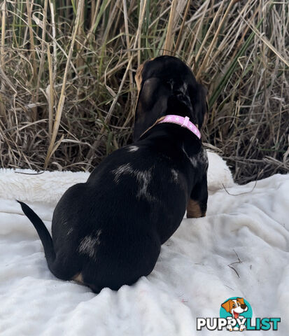 Miniature Dachshund Puppies Purebred
