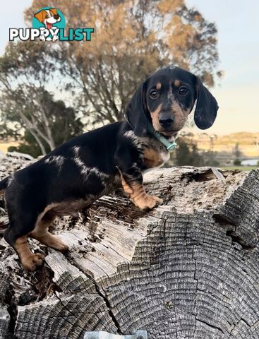 Miniature Dachshund Puppies Purebred