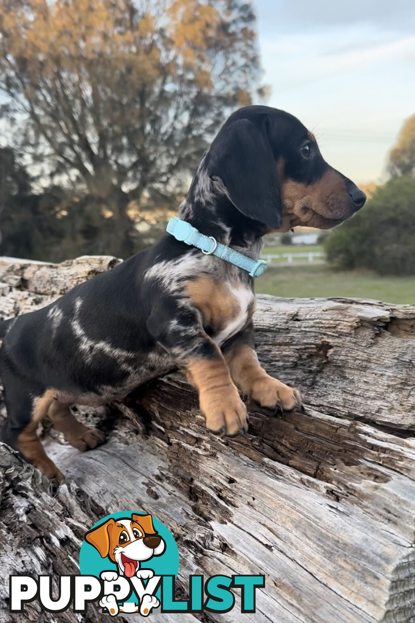 Miniature Dachshund Puppies Purebred