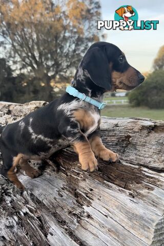 Miniature Dachshund Puppies Purebred
