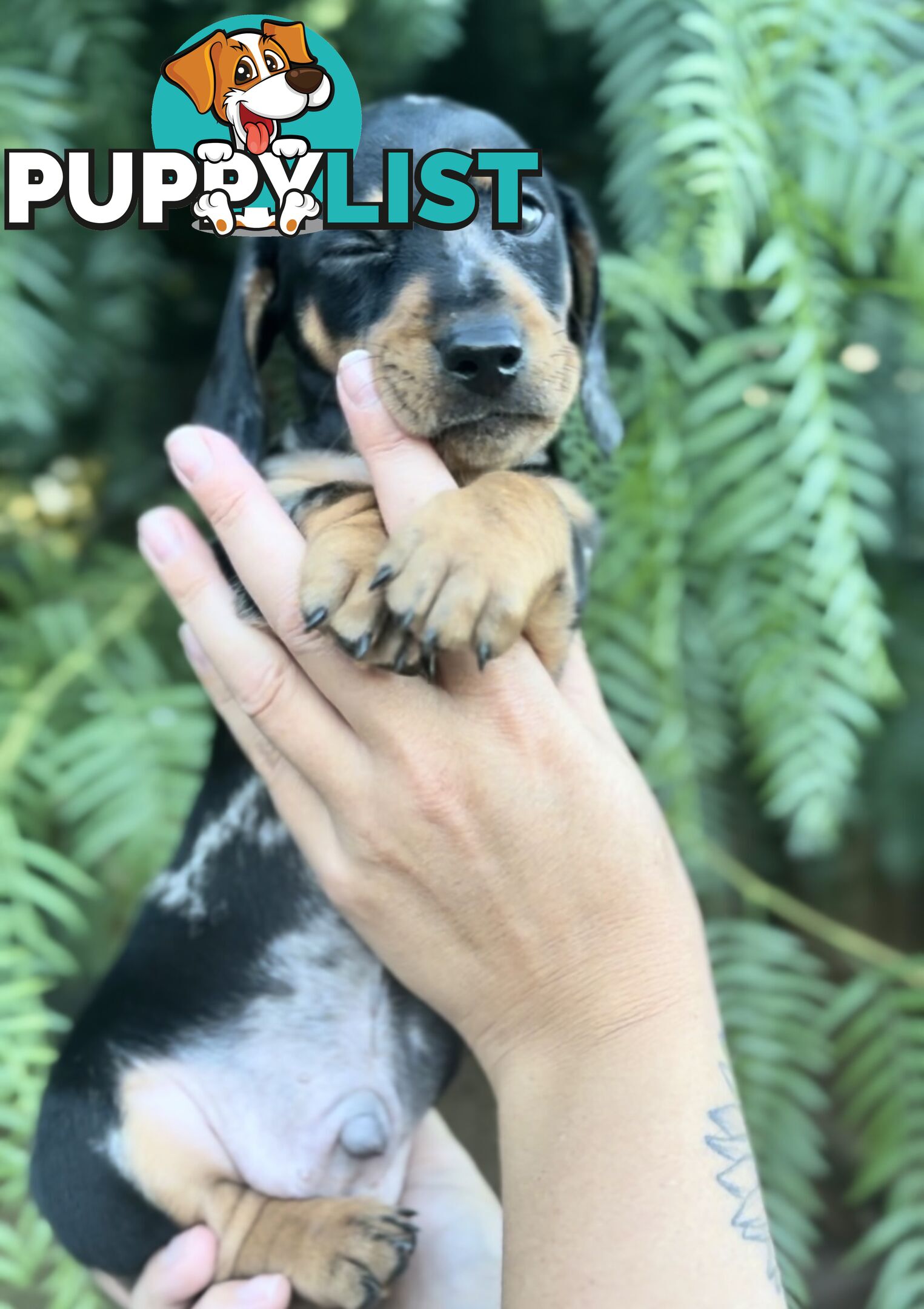 Miniature Dachshund Puppies Purebred