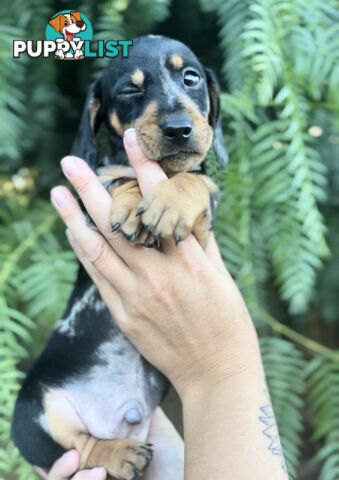 Miniature Dachshund Puppies Purebred