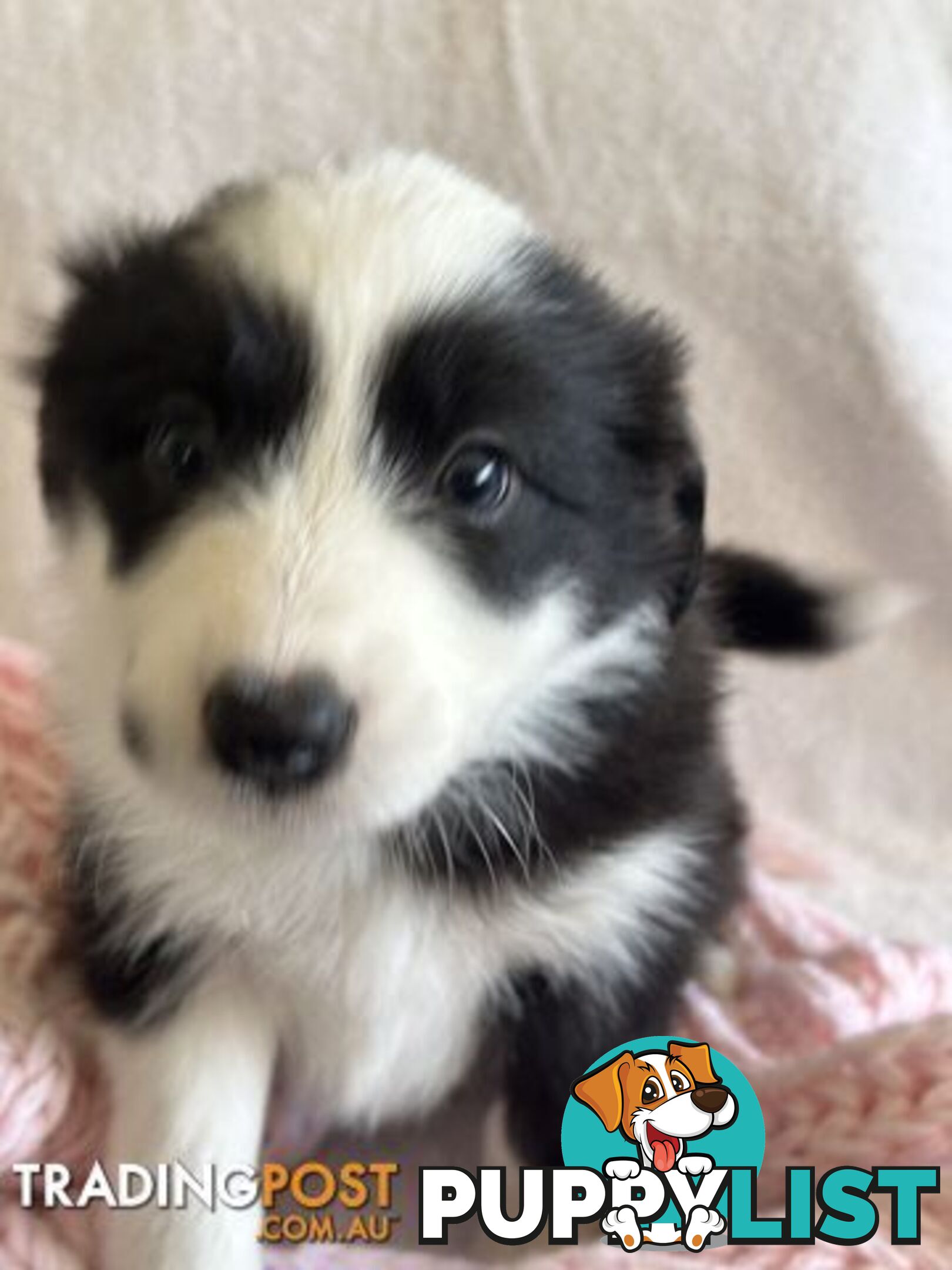 Pure breed border collie pups