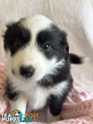 Pure breed border collie pups