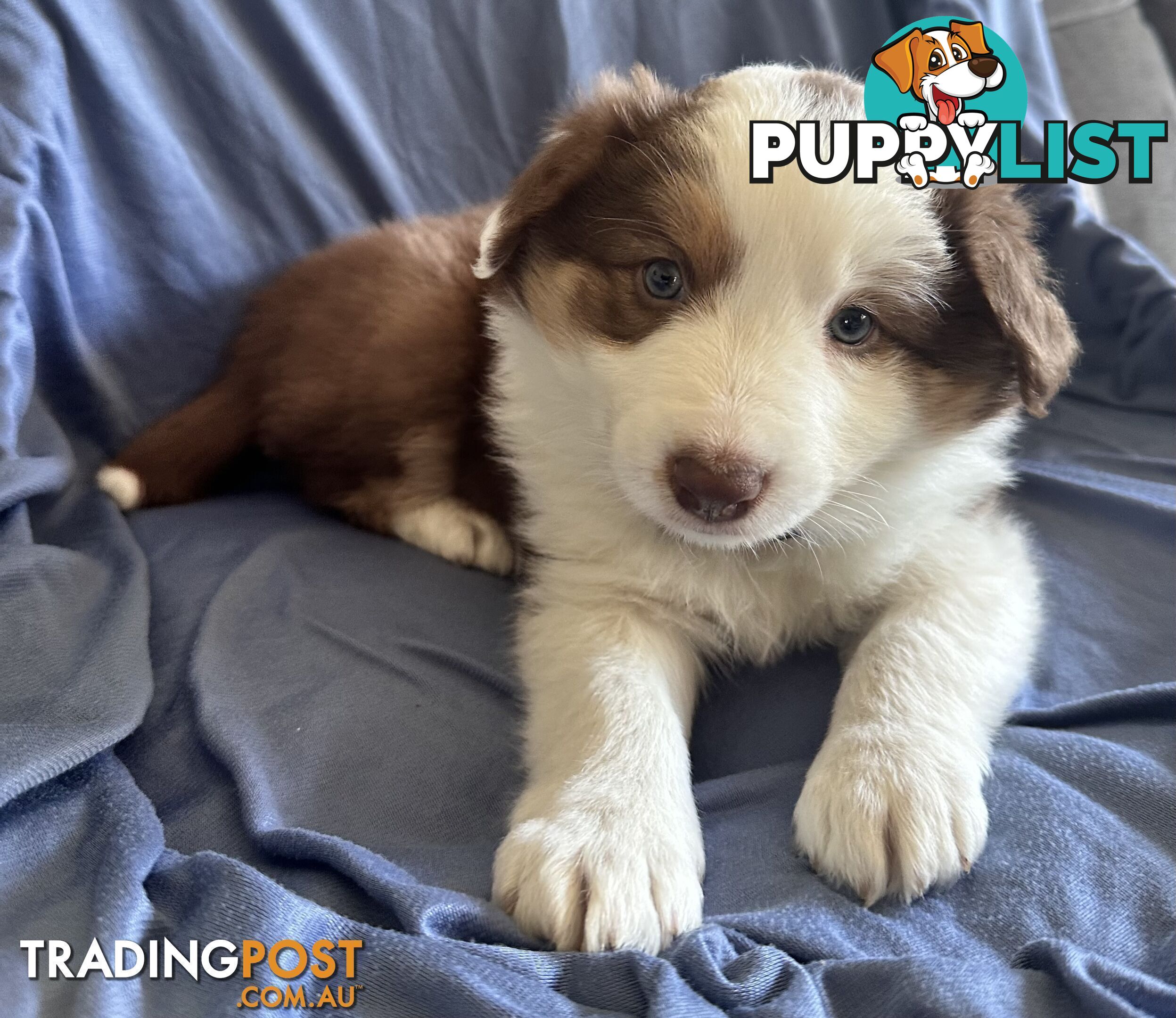 Pure breed border collie pups