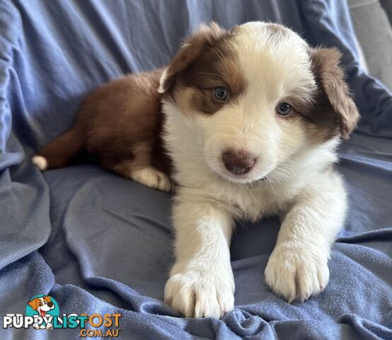 Pure breed border collie pups