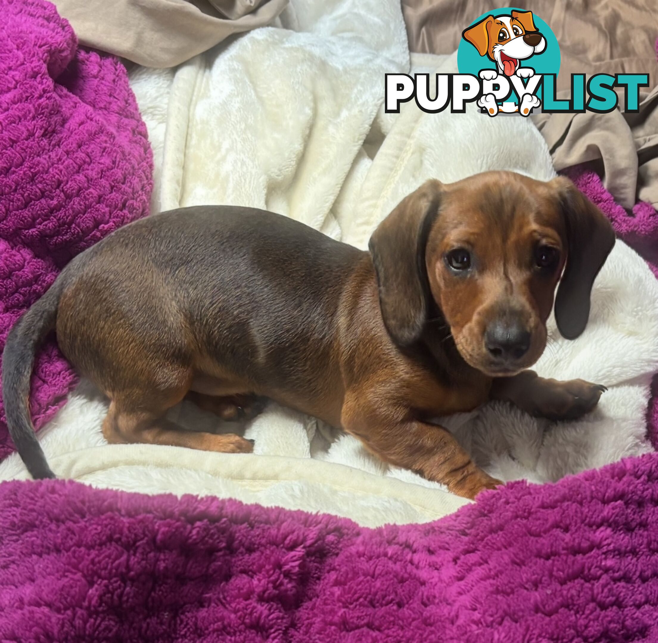 Dachshund Shaded Red Male Puppy