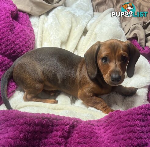Dachshund Shaded Red Male Puppy
