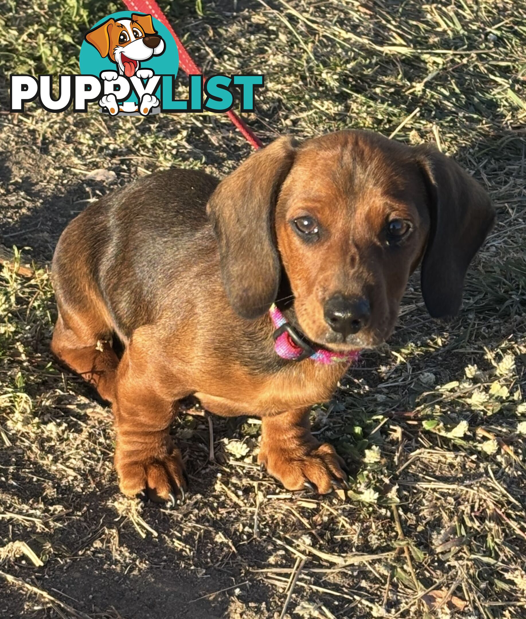 Dachshund Shaded Red Male Puppy