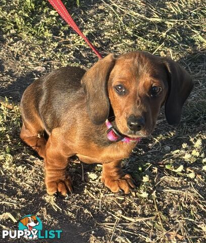 Dachshund Shaded Red Male Puppy