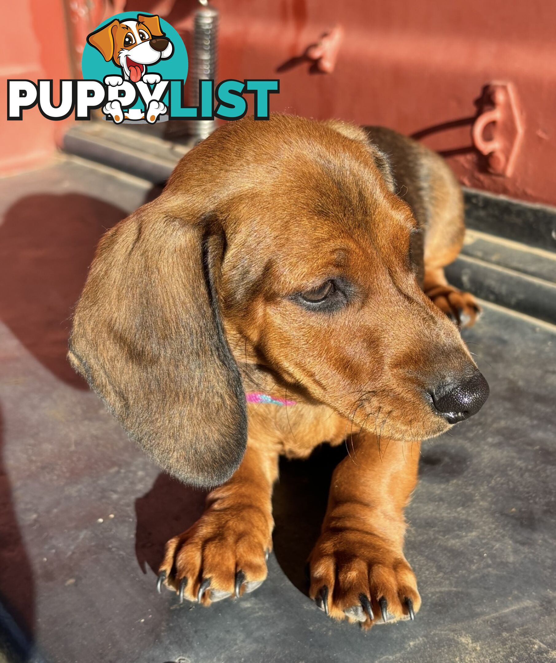 Dachshund Shaded Red Male Puppy