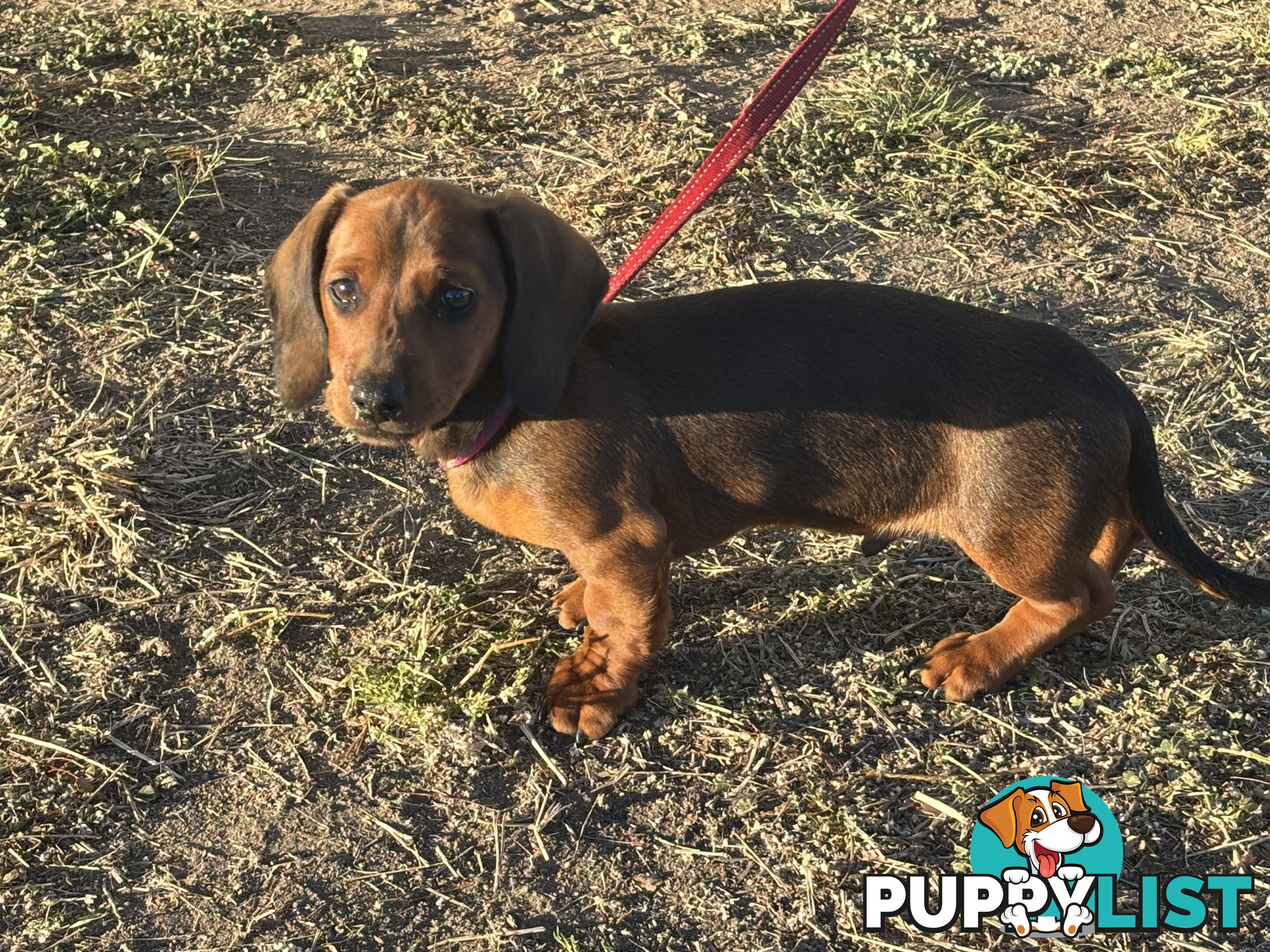 Dachshund Shaded Red Male Puppy