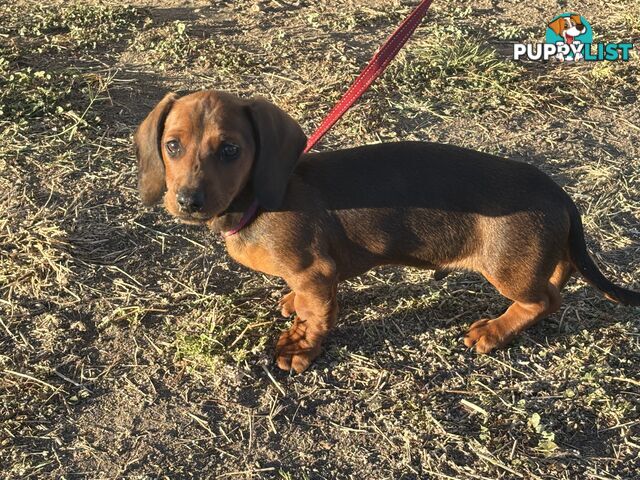 Dachshund Shaded Red Male Puppy