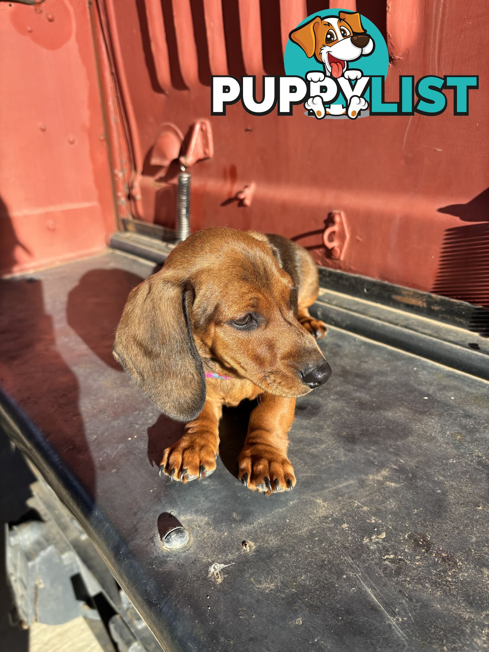 Dachshund Shaded Red Male Puppy