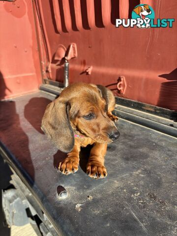 Dachshund Shaded Red Male Puppy