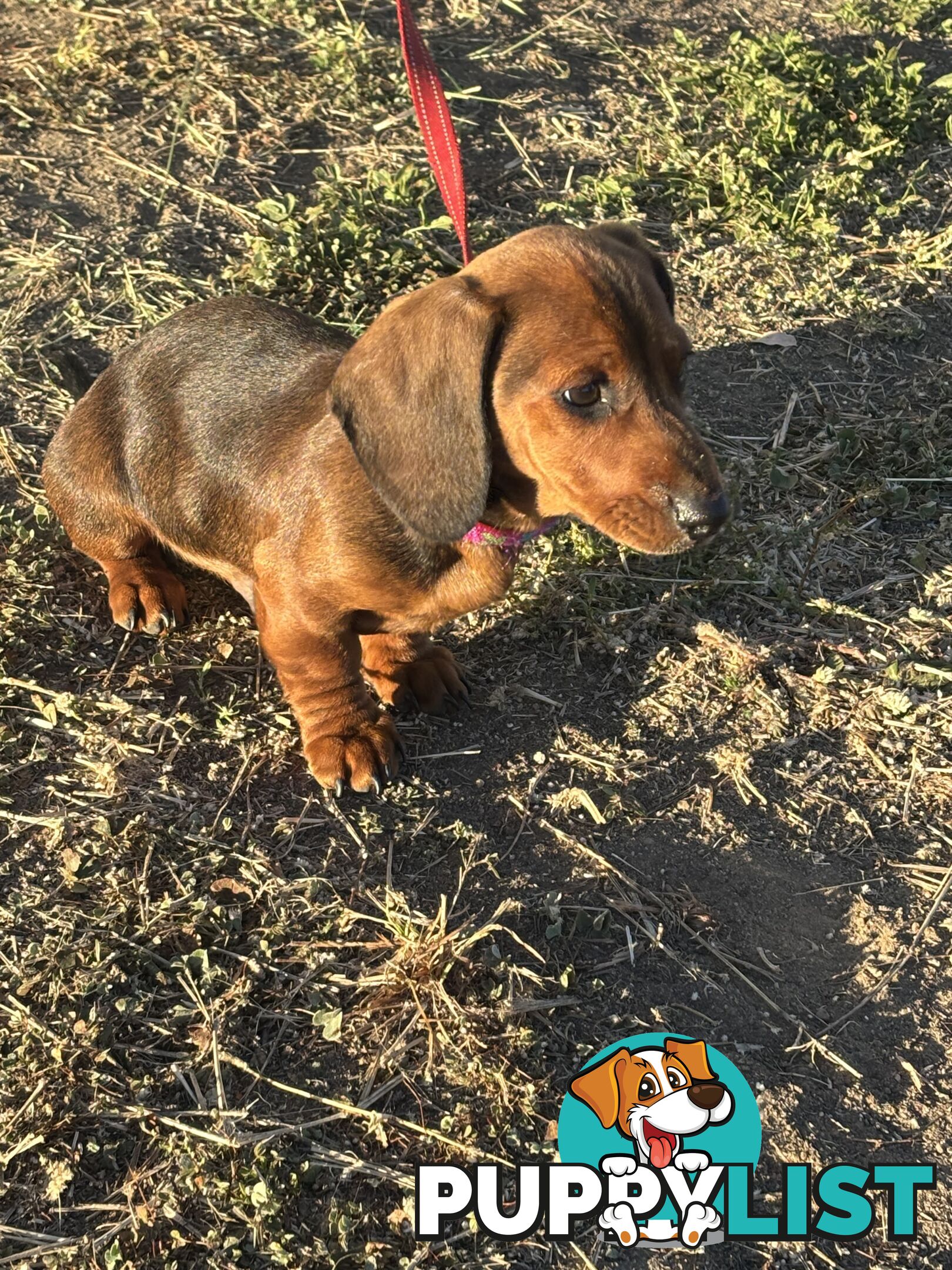 Dachshund Shaded Red Male Puppy