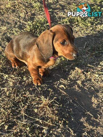 Dachshund Shaded Red Male Puppy