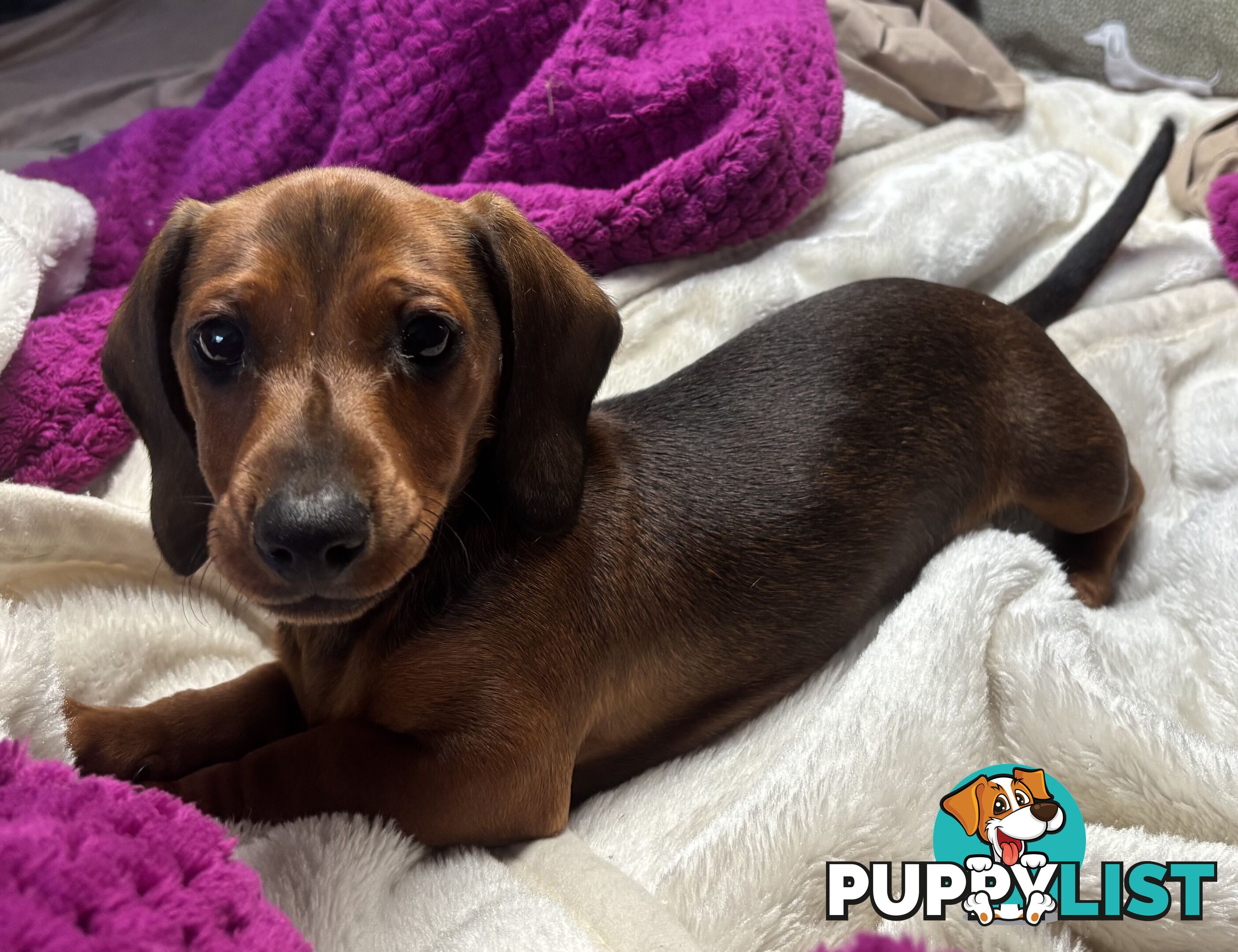 Dachshund Shaded Red Male Puppy