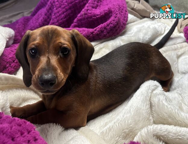 Dachshund Shaded Red Male Puppy