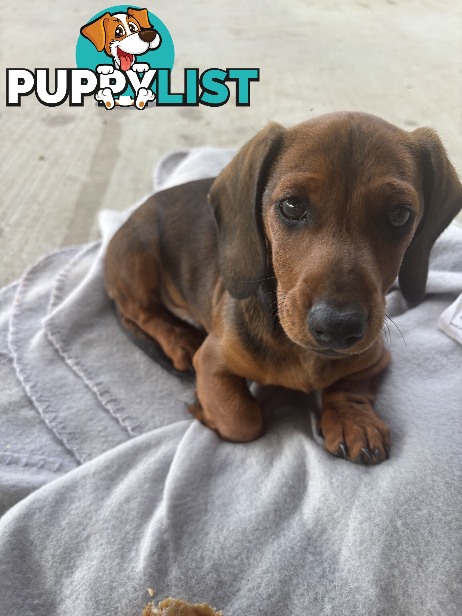 Dachshund Shaded Red Male Puppy