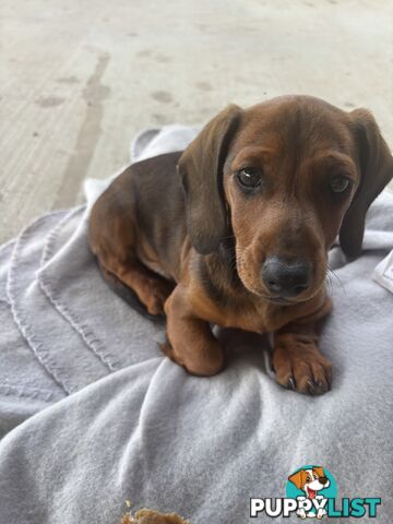 Dachshund Shaded Red Male Puppy