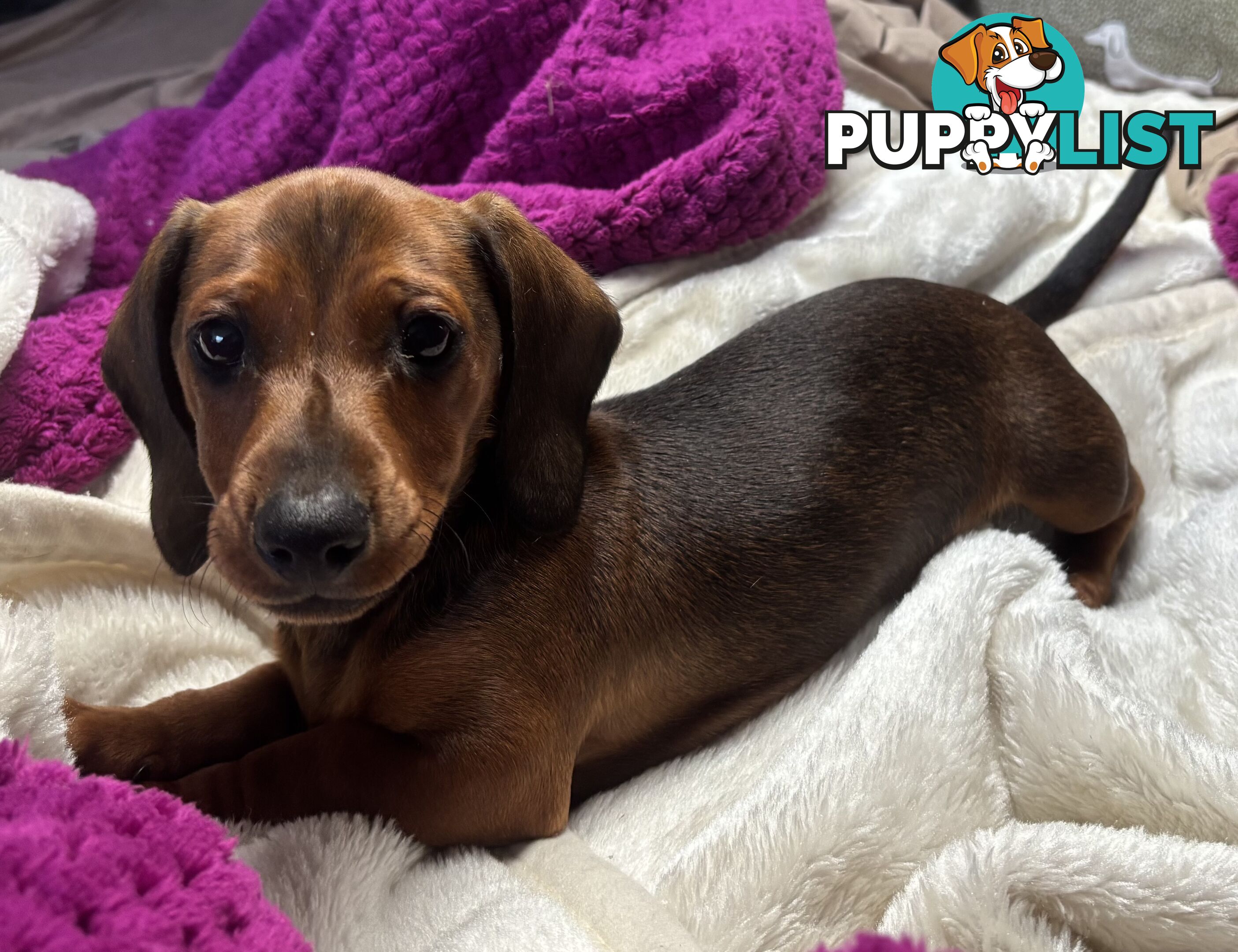 Dachshund Shaded Red Male Puppy