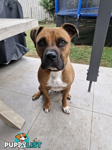 American Staffy Puppy