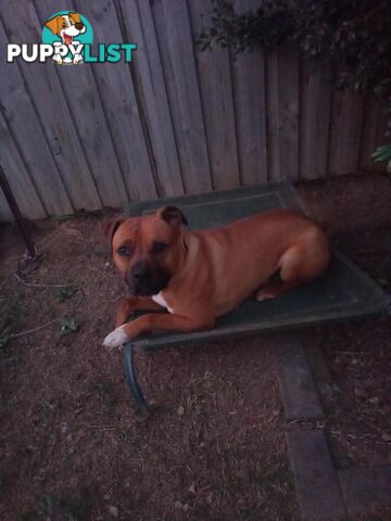 American Staffy Puppy