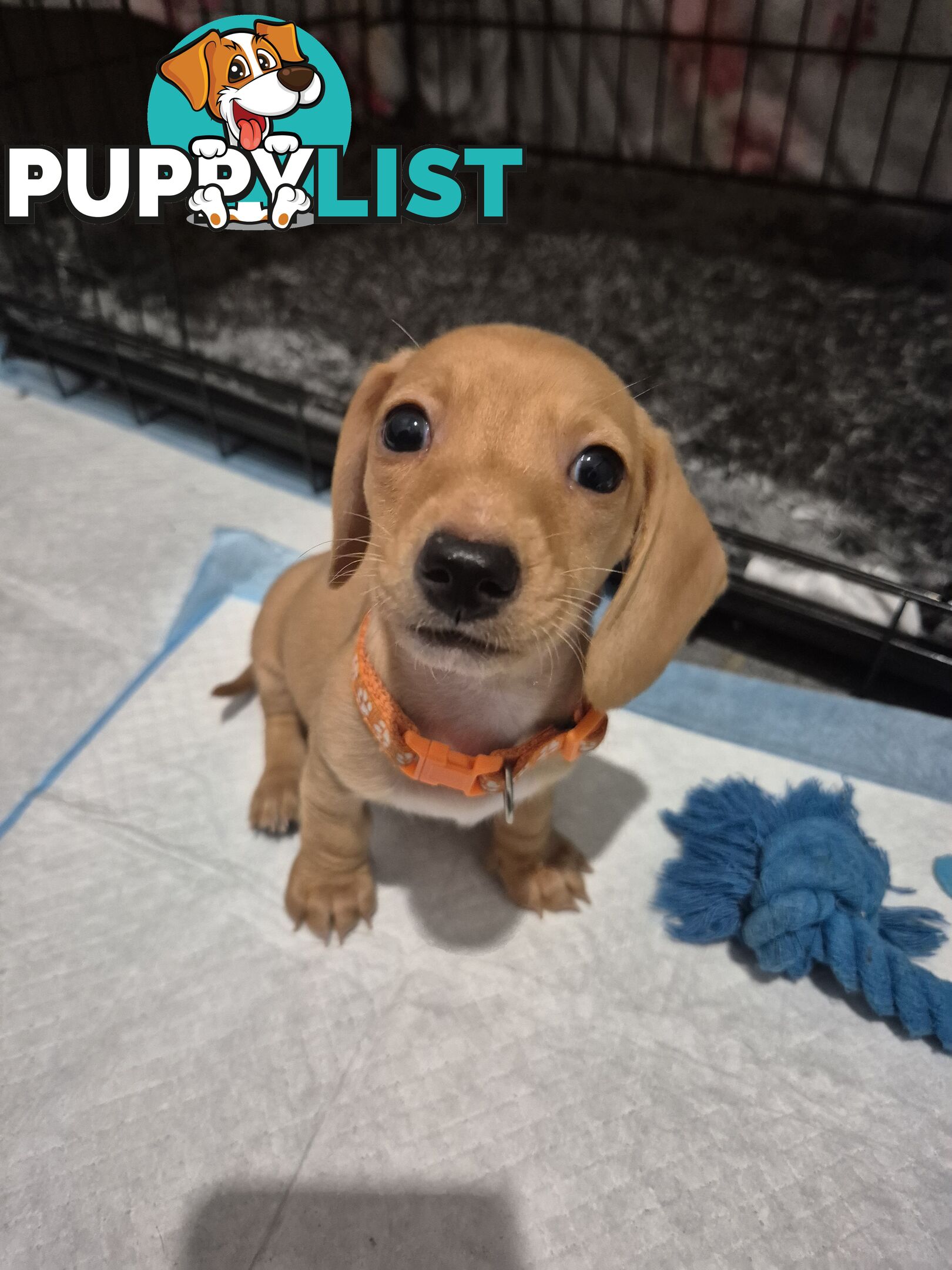 Miniature Dachshund Puppies