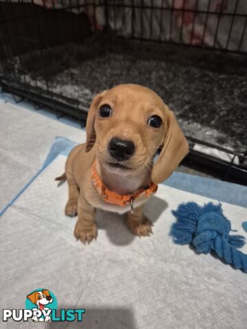 Miniature Dachshund Puppies