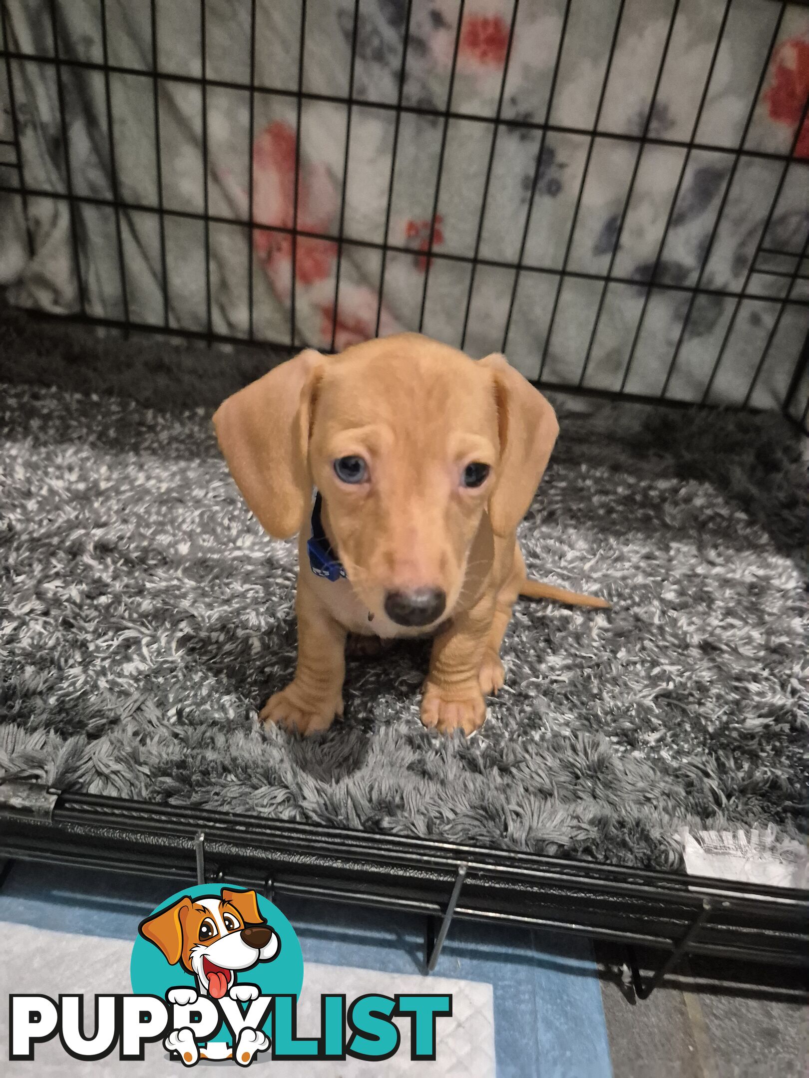 Miniature Dachshund Puppies