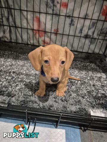 Miniature Dachshund Puppies