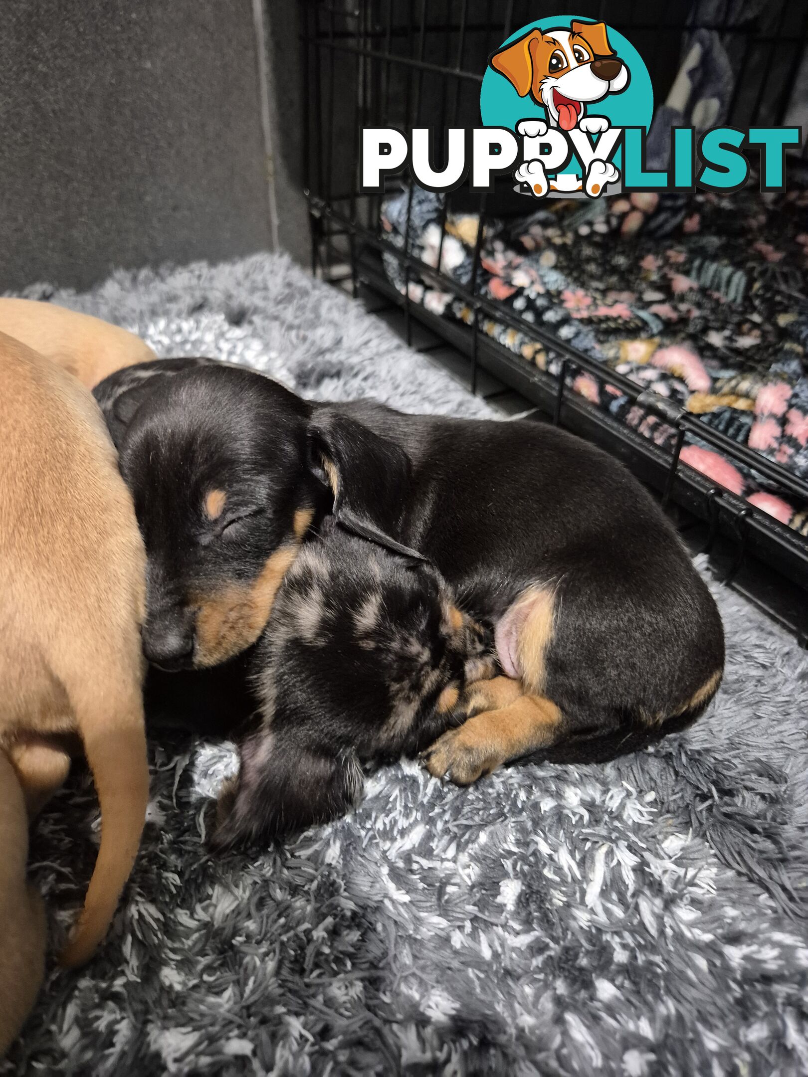 Miniature Dachshund Puppies