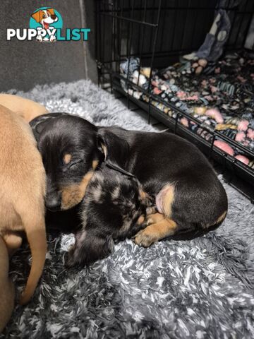 Miniature Dachshund Puppies