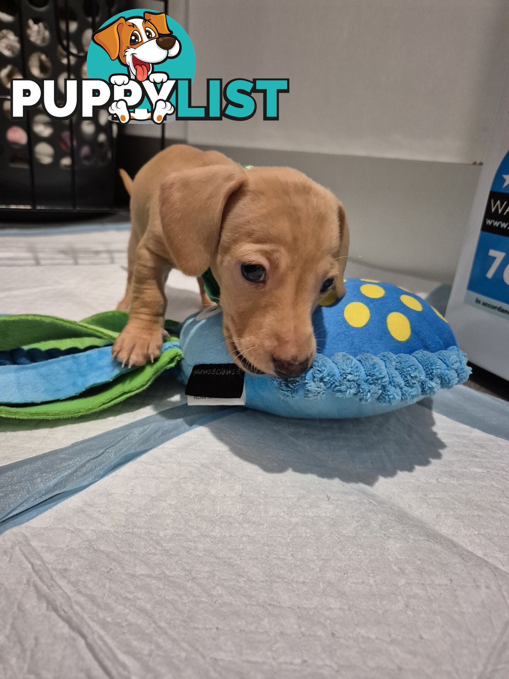 Miniature Dachshund Puppies