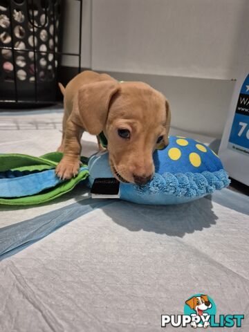 Miniature Dachshund Puppies