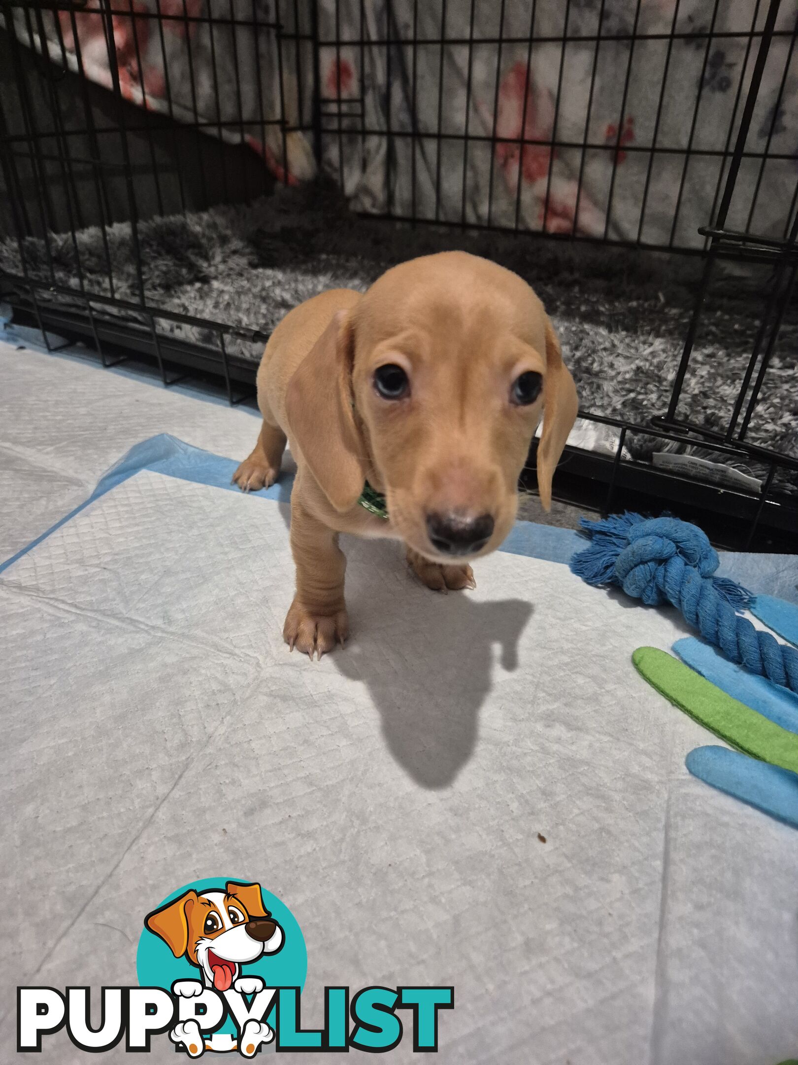 Miniature Dachshund Puppies