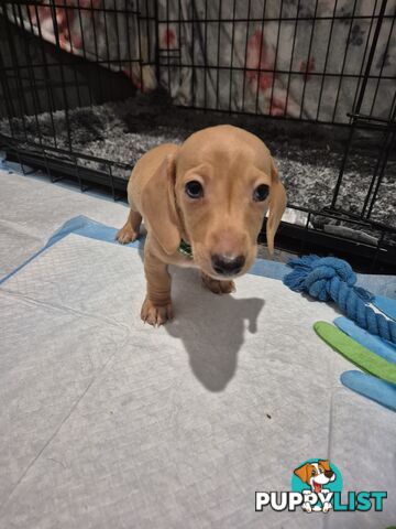 Miniature Dachshund Puppies