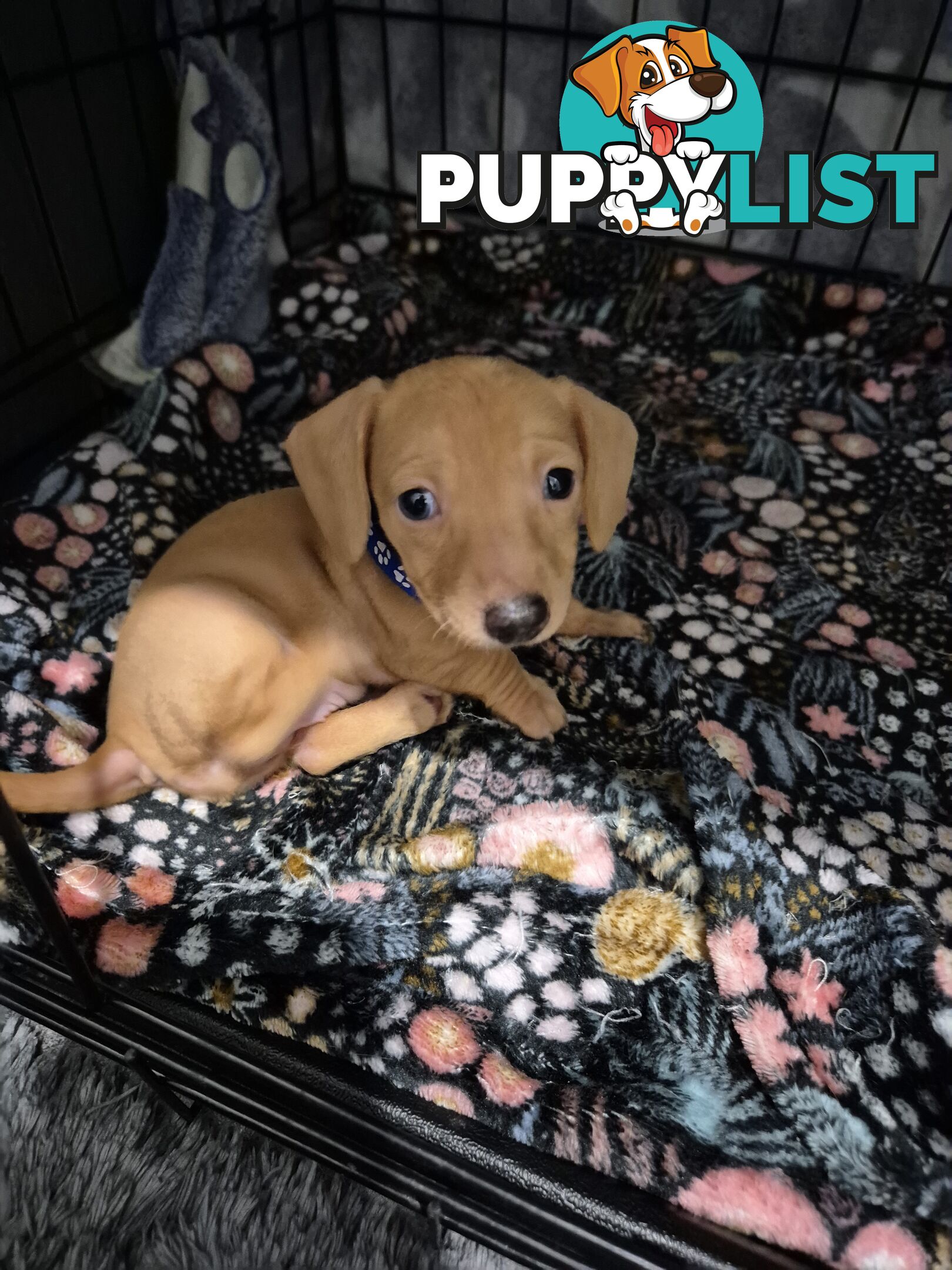 Miniature Dachshund Puppies