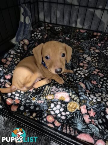 Miniature Dachshund Puppies