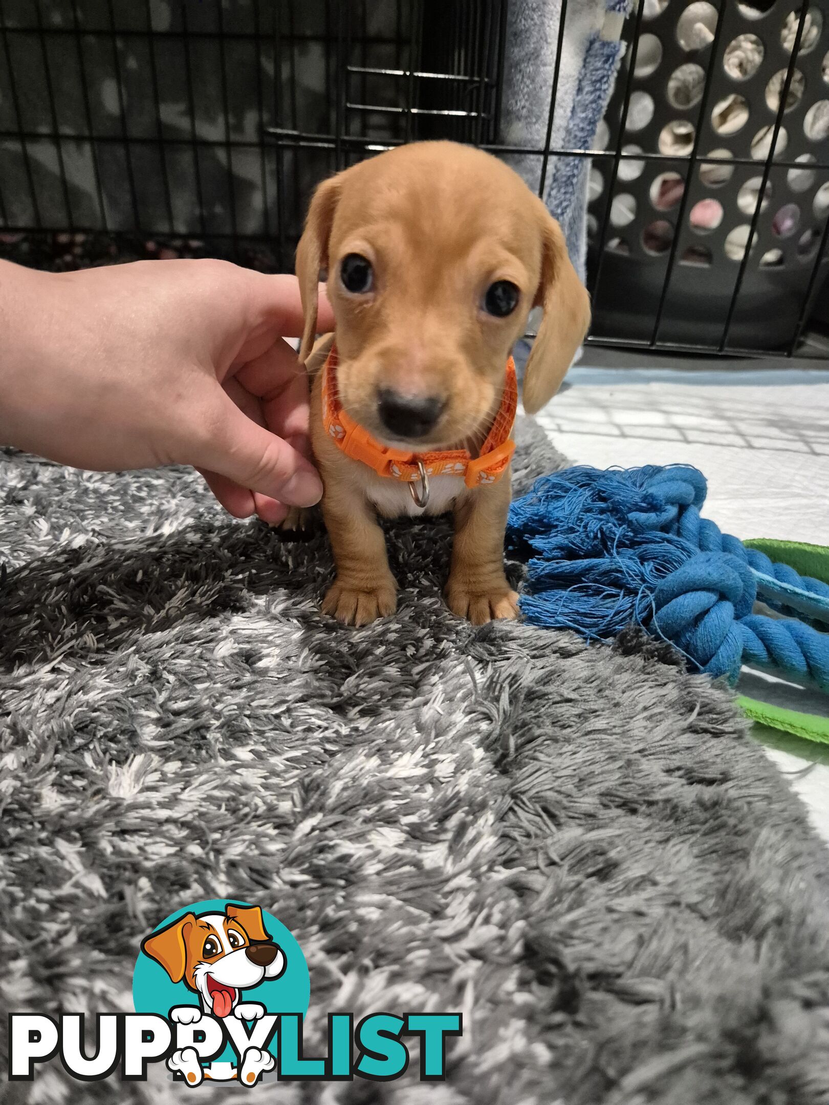 Miniature Dachshund Puppies