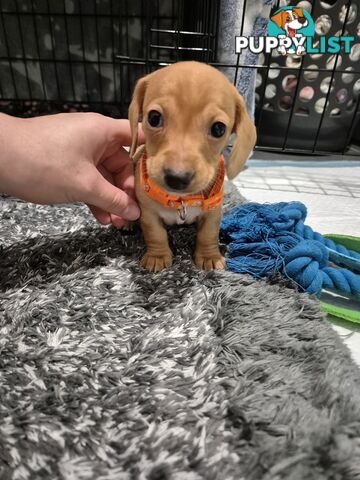 Miniature Dachshund Puppies