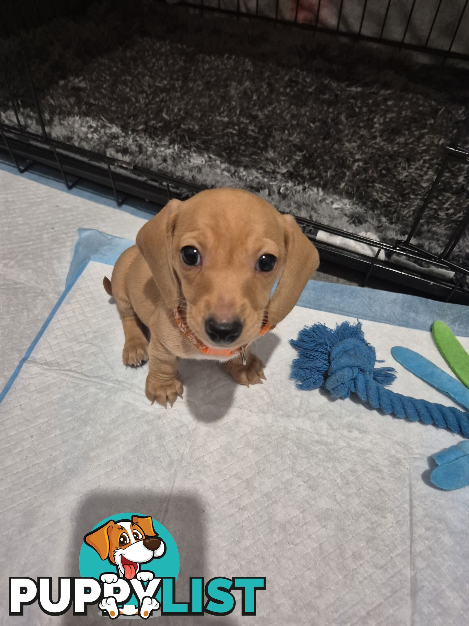 Miniature Dachshund Puppies