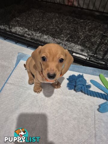 Miniature Dachshund Puppies