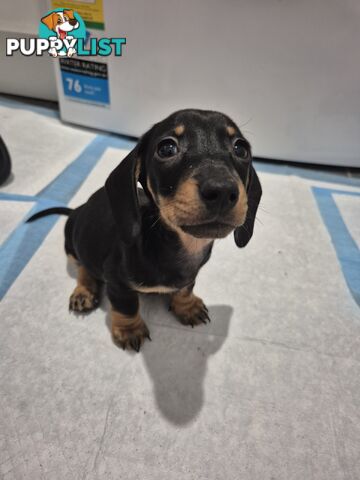 Miniature Dachshund Puppies