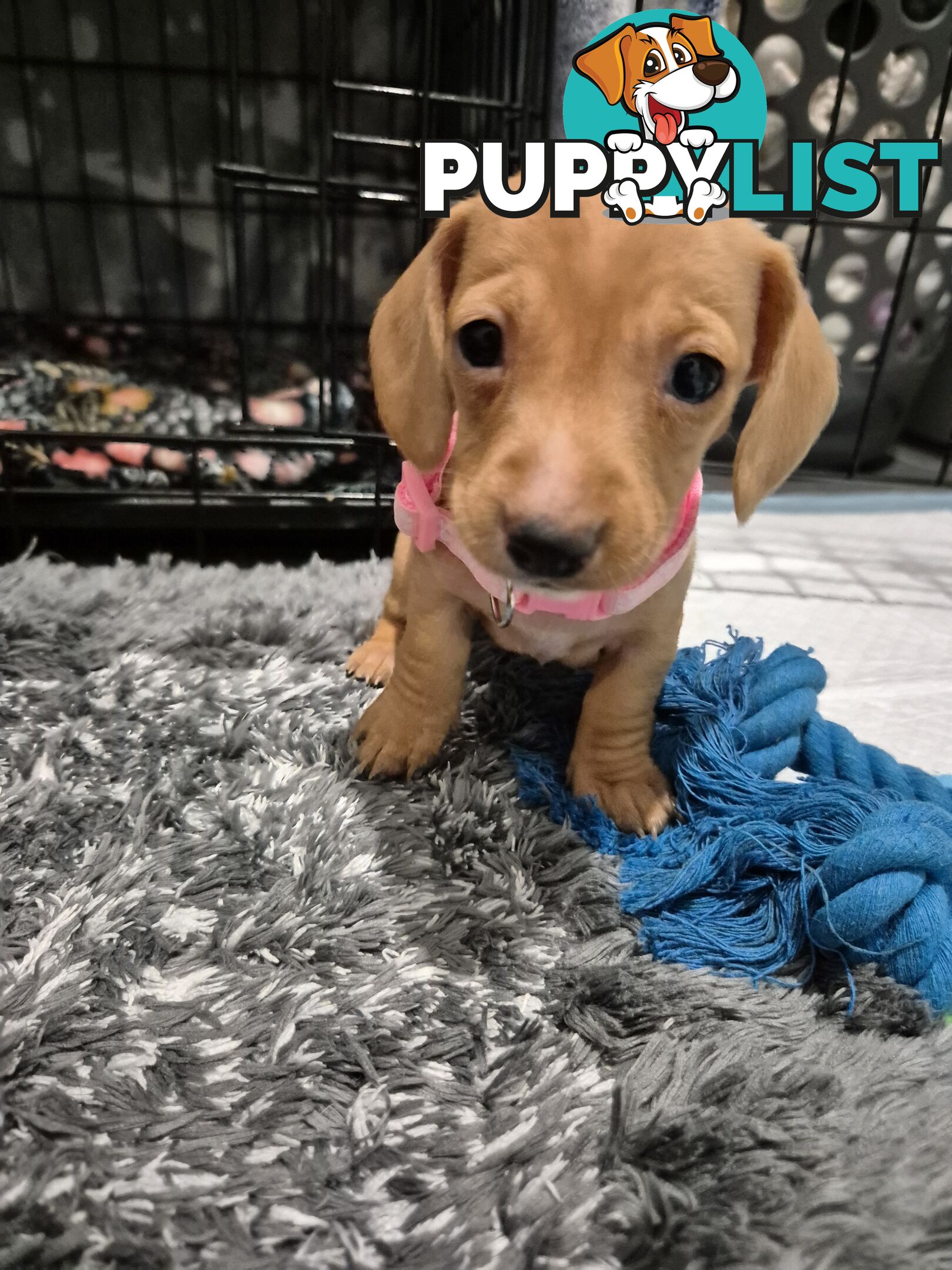 Miniature Dachshund Puppies