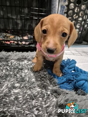 Miniature Dachshund Puppies