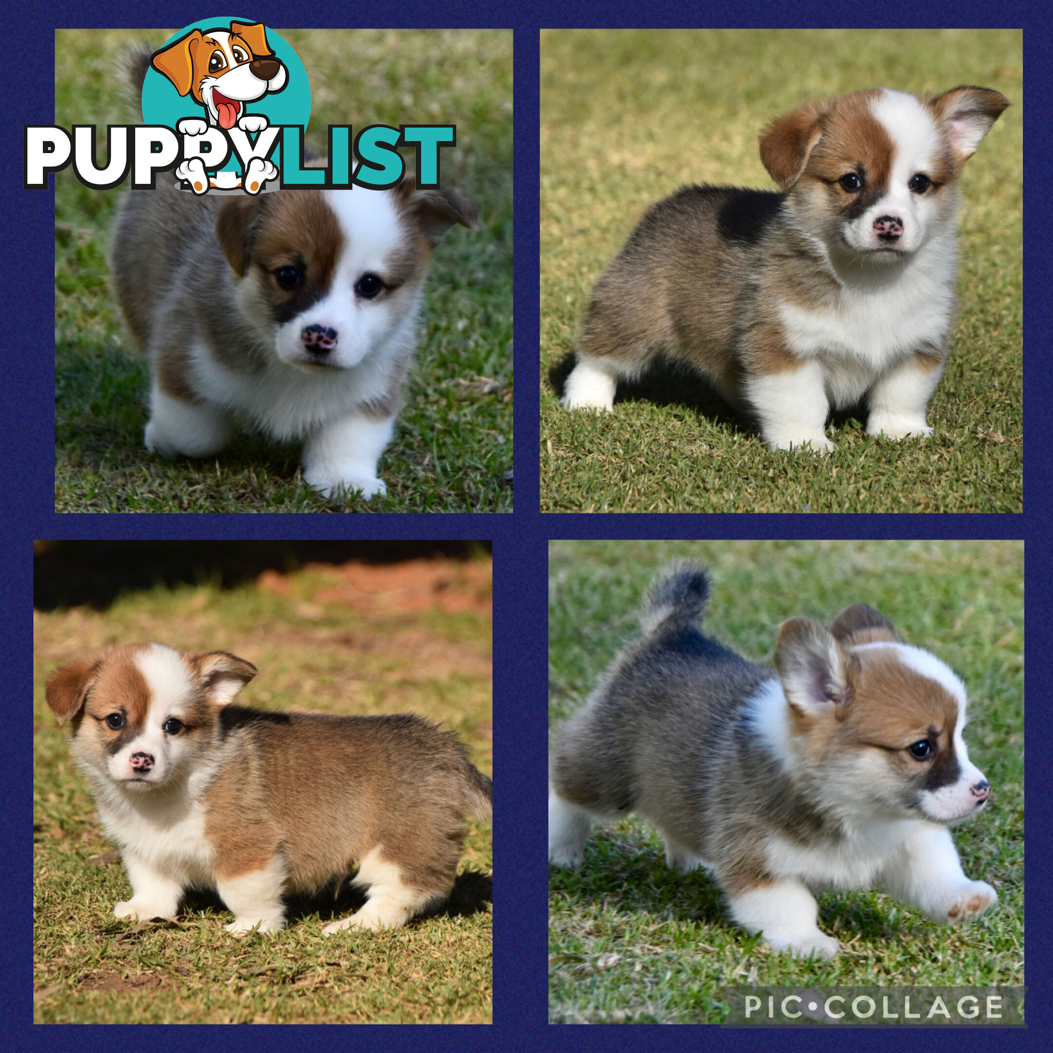 Gorgeous Pembroke Corgi Pups