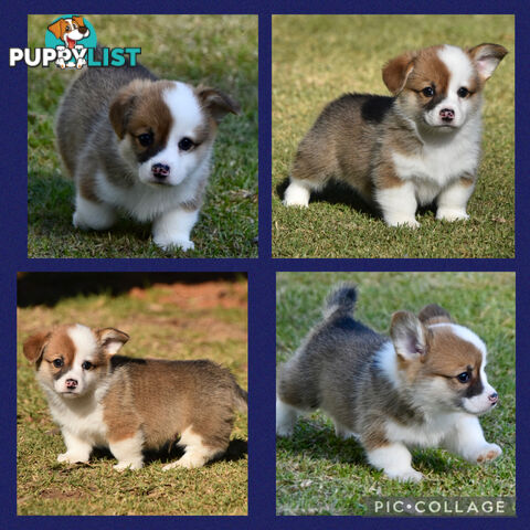 Gorgeous Pembroke Corgi Pups