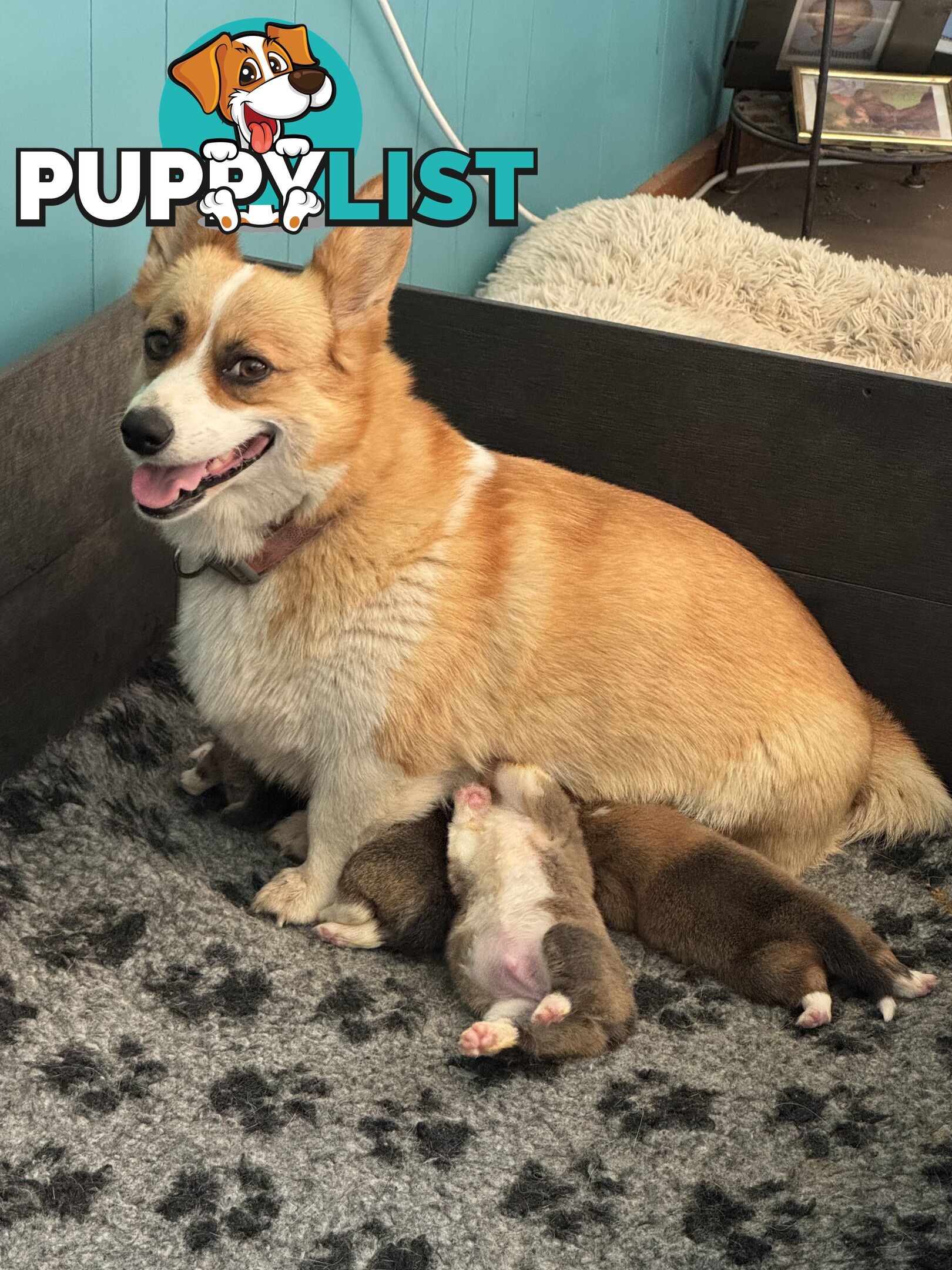 Gorgeous Pembroke Corgi Pups
